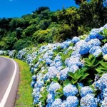 Estrada com hortênsias no acostamento