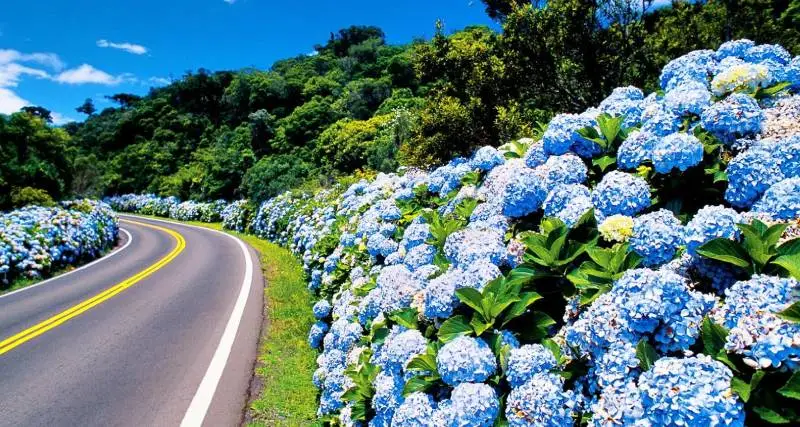 Estrada com hortênsias no acostamento